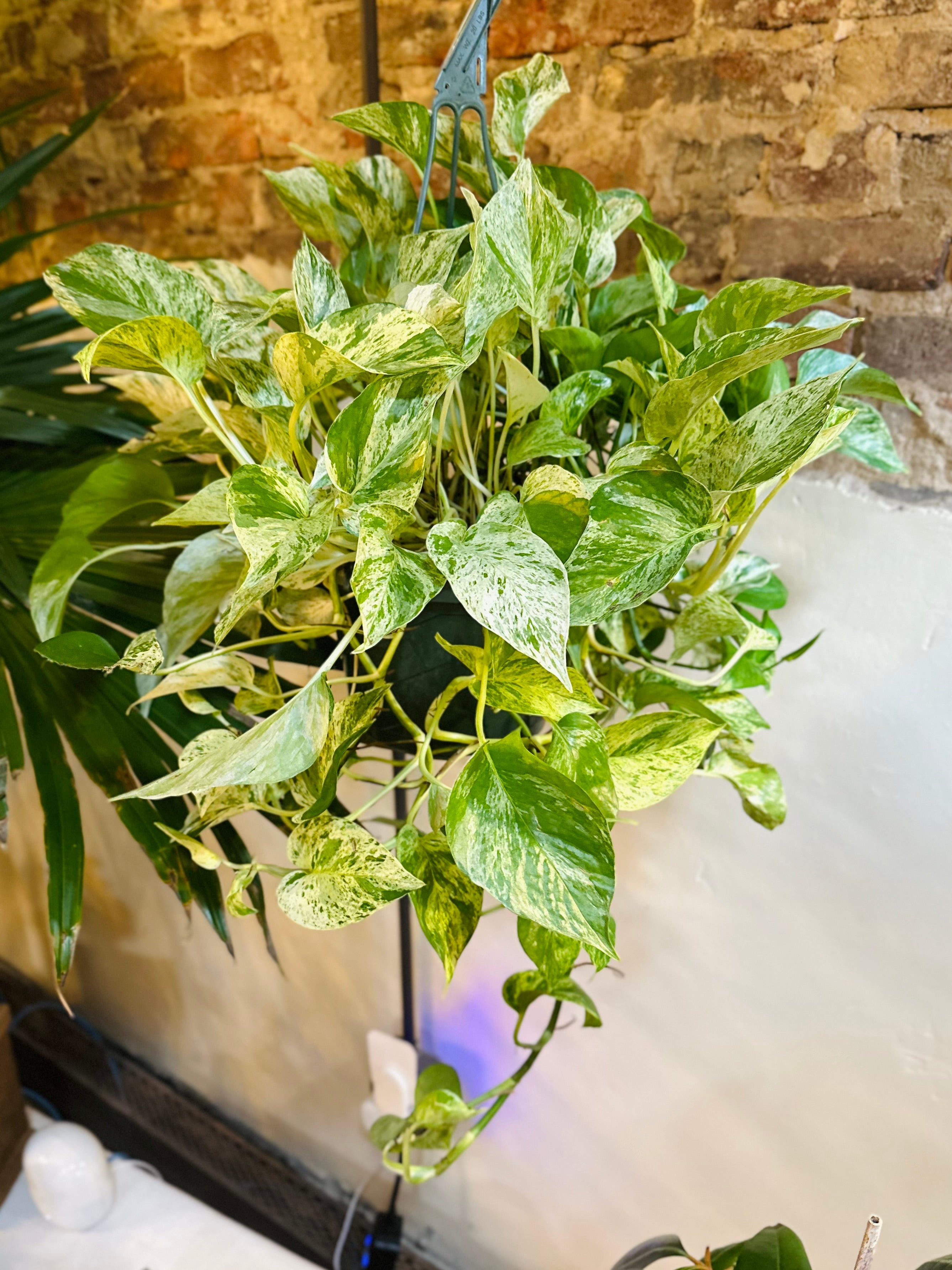 8" Marble Queen Pothos Basket