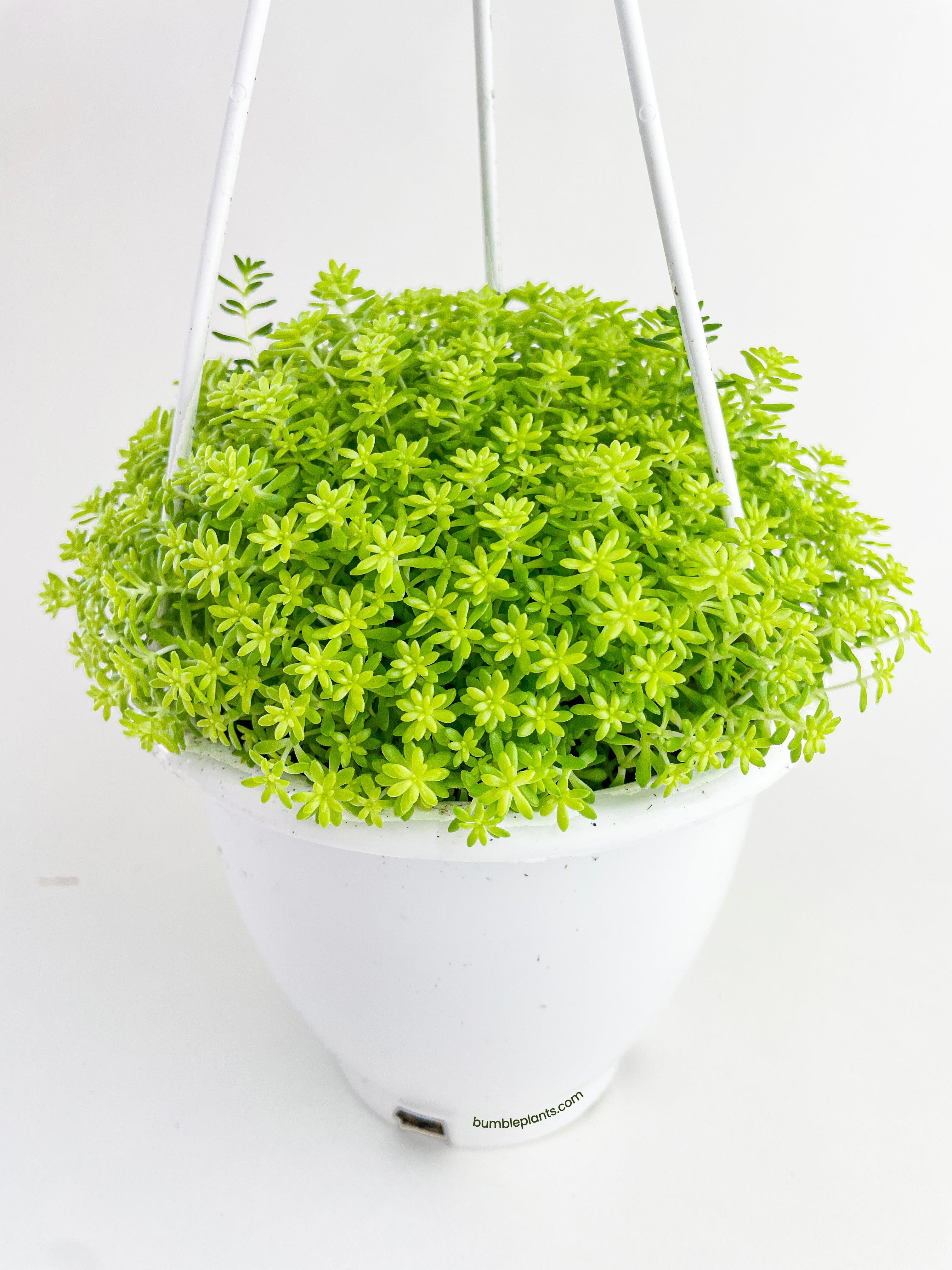 Sedum Japonicum 'Tokyo Sun' (Tokyo Sun Stonecrop)
