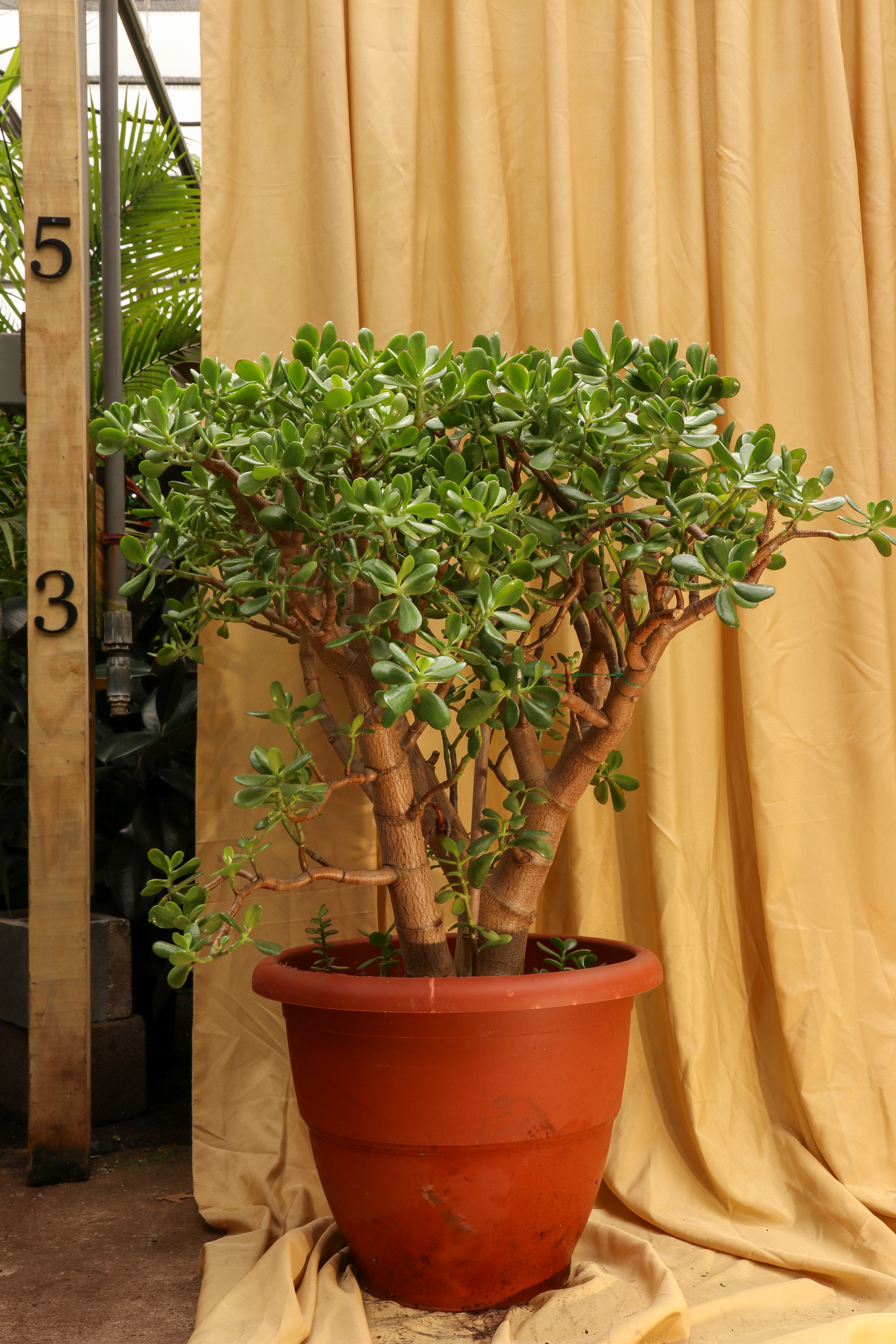 Huge Jade Bonsai
