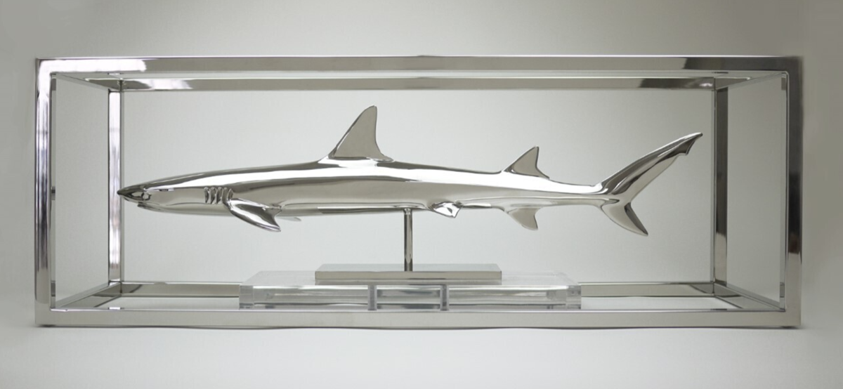 White Tip Reef Shark