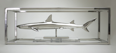 White Tip Reef Shark
