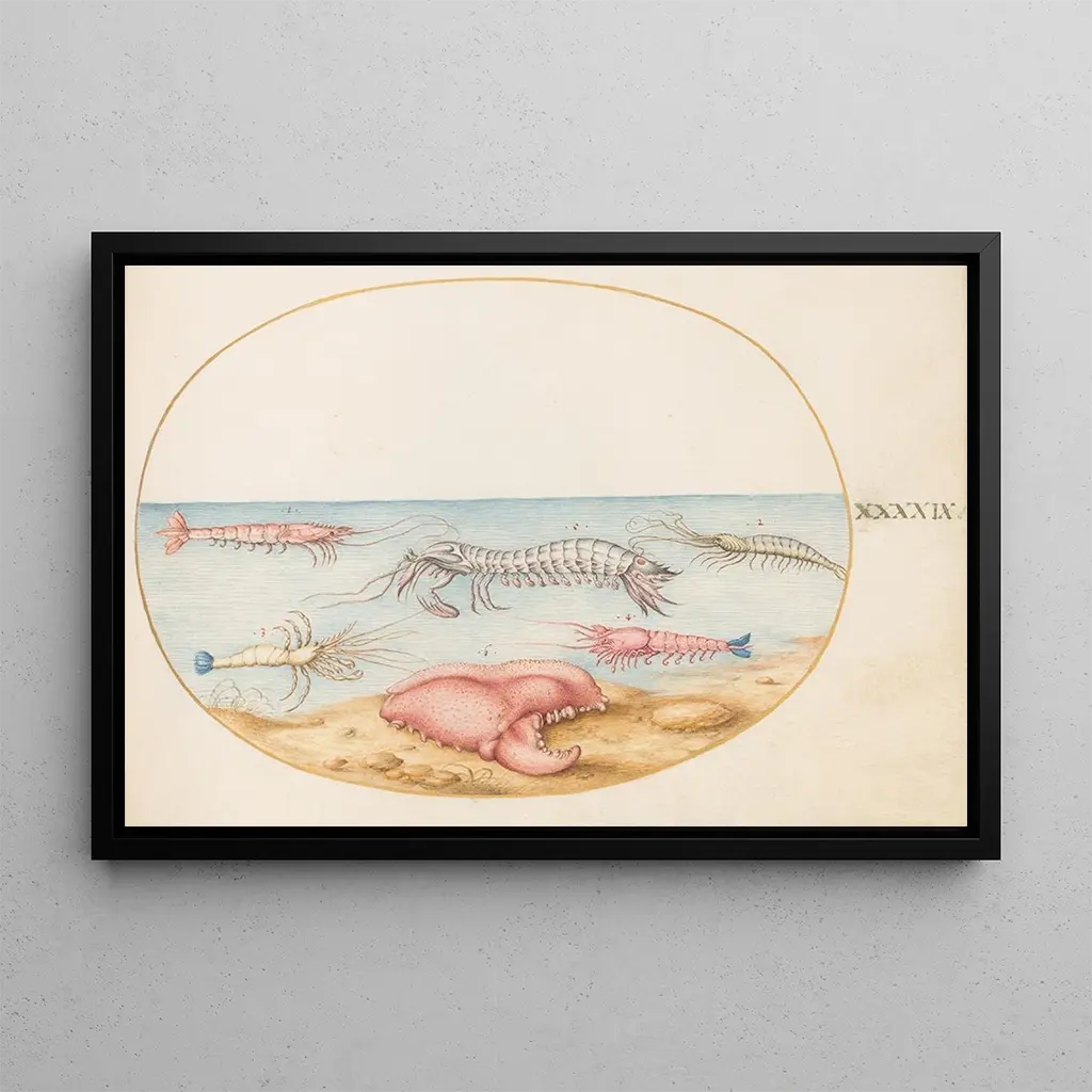 Joris Hoefnagel - Plate 49 Mantis Shrimp and the Claw of a European Crayfish.webp