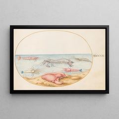 Joris Hoefnagel - Plate 49 Mantis Shrimp and the Claw of a European Crayfish.webp