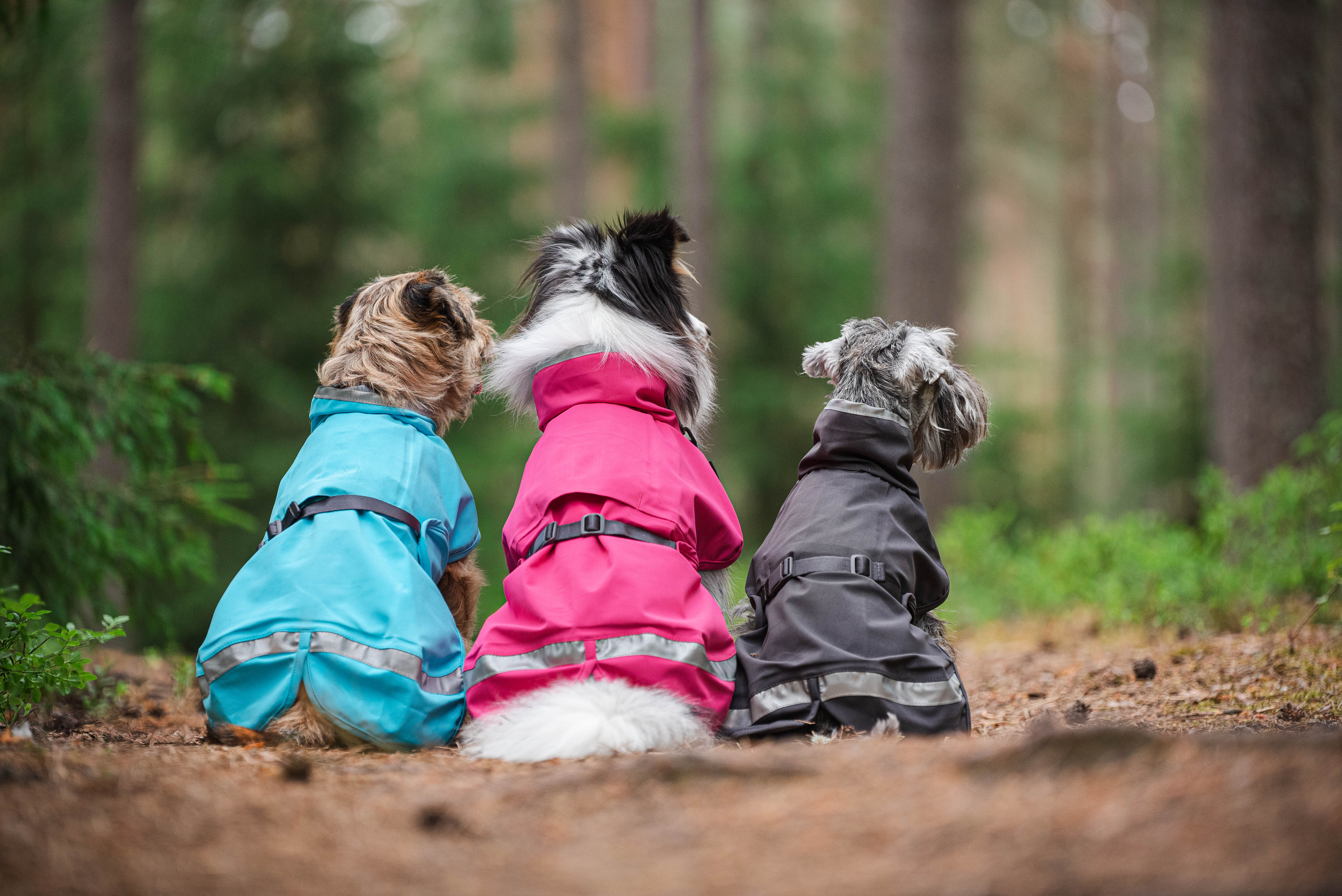 Hundemantel Kuori von Pomppa
