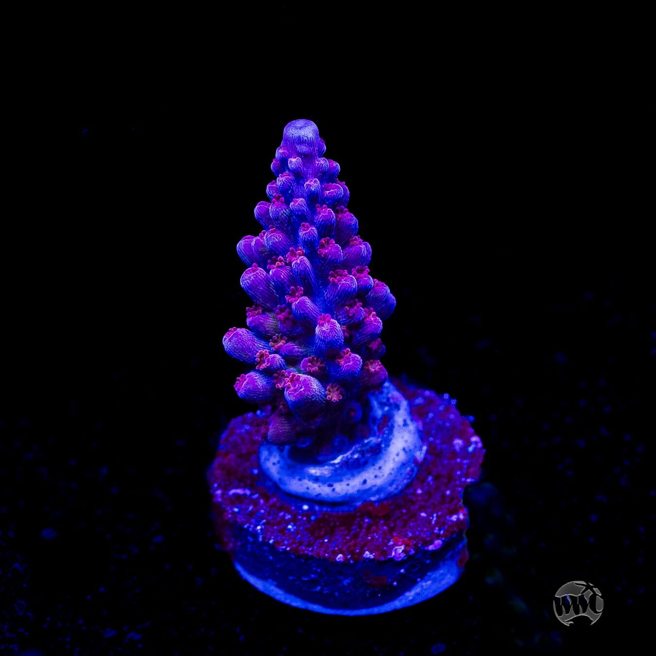WWC Dreamweaver Acropora
