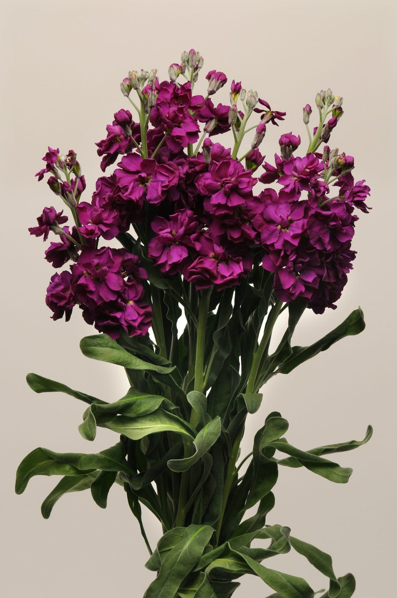 Levkøj 'Katz Purple' - frø - 1-årige sommerblomster - til din skærehave her vist på billede 1 fra Frk. Grønt