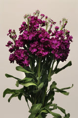 Levkøj 'Katz Purple' - frø - 1-årige sommerblomster - til din skærehave her vist på billede 1 fra Frk. Grønt