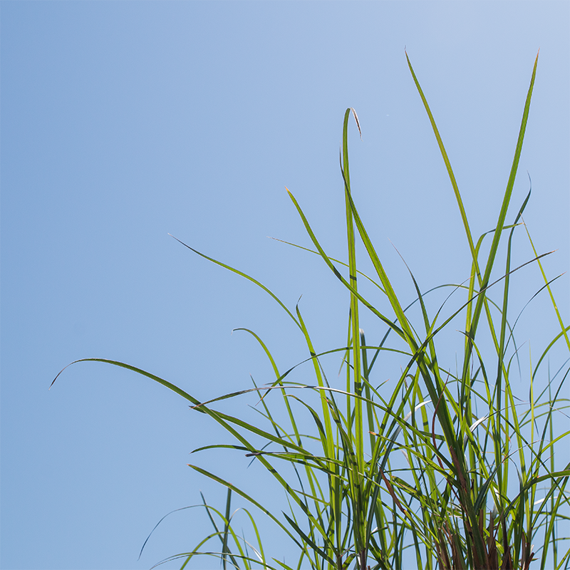 Miscanthus sin 'Malepartus' #2