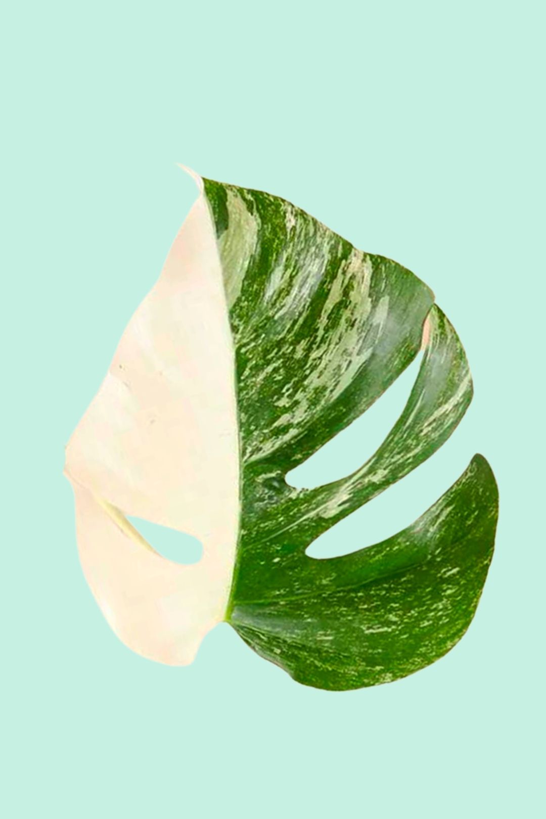 Monstera deliciosa Variegata’