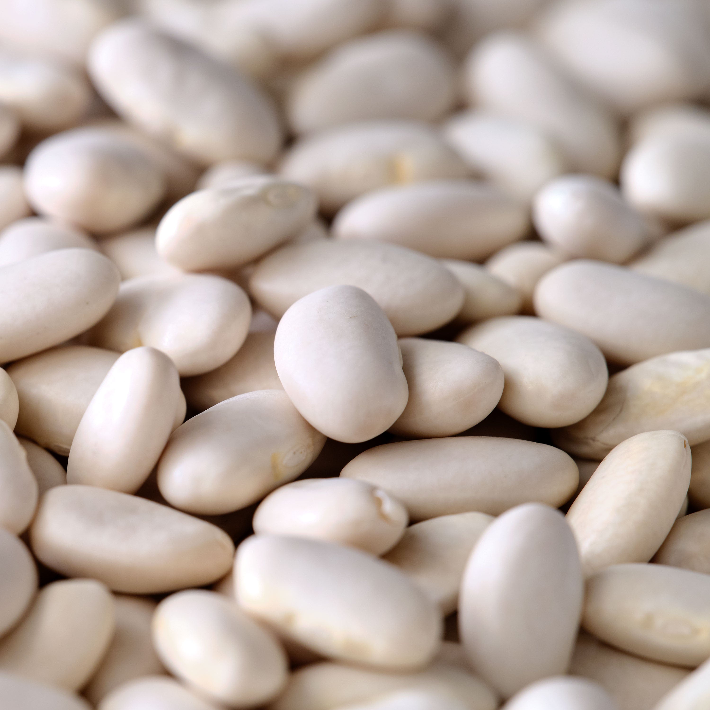 Organic Great Northern Beans - Dried