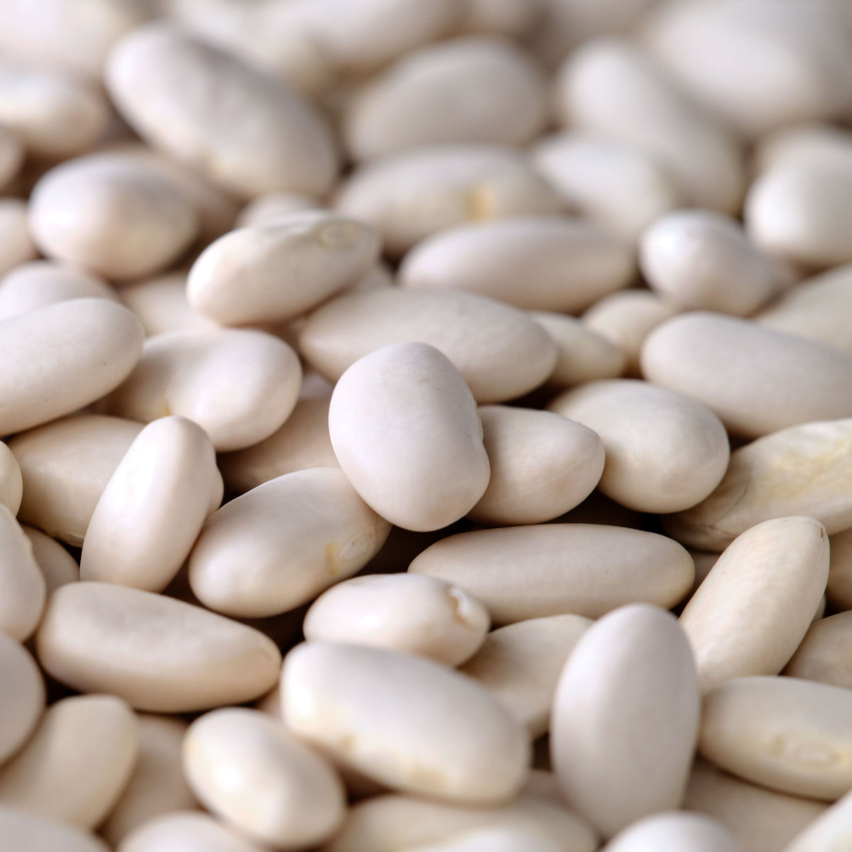 Organic Great Northern Beans - Dried