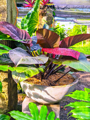 Philodendron 'Black Cardinal' Plant in a Titanium Pot