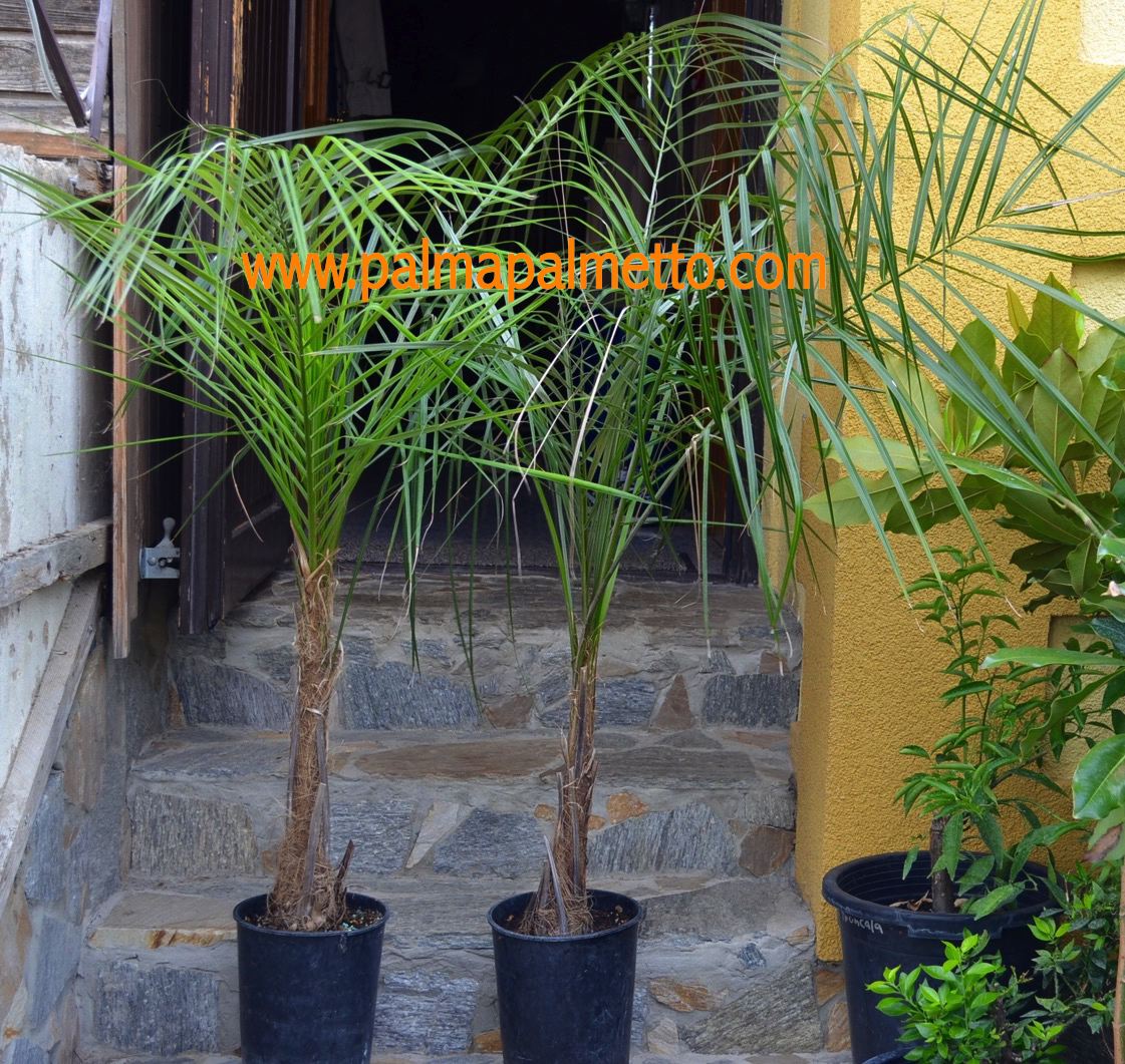 Parajubaea torallyi var. torallyi / 140-180 cm / Stamm ca.15 cm