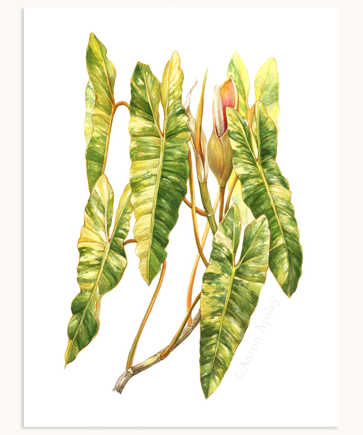 Philodendron billietiae 'Variegata' Print