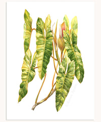 Philodendron billietiae 'Variegata' Print