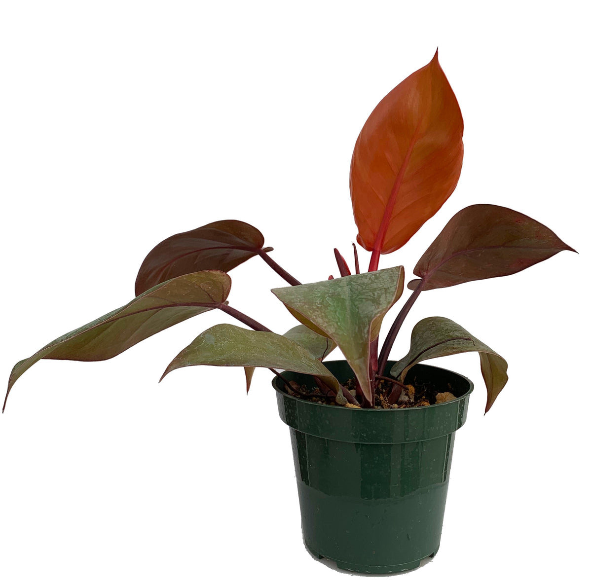 Philodendron Prince of Orange - seedling