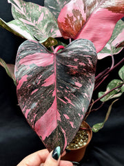 Philodendron 'Pink Princess Marble Galaxy'