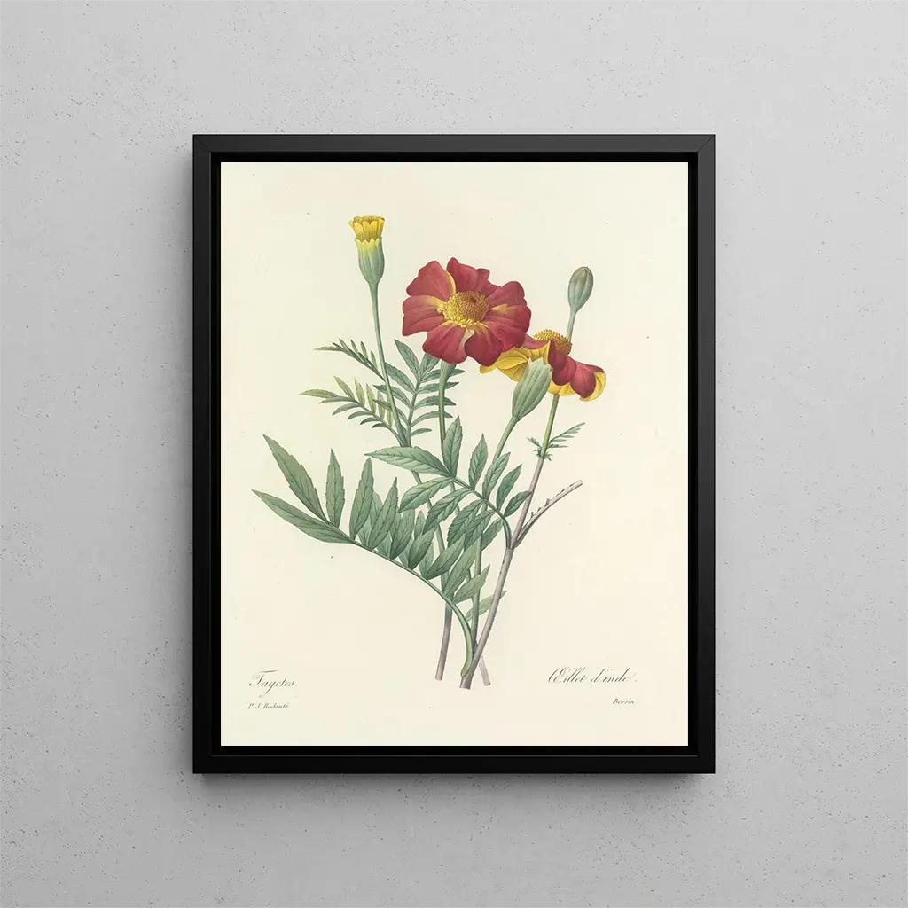 Pierre Joseph Redout - Choix des plus belles fleurs pl 104.webp