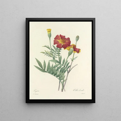 Pierre Joseph Redout - Choix des plus belles fleurs pl 104.webp