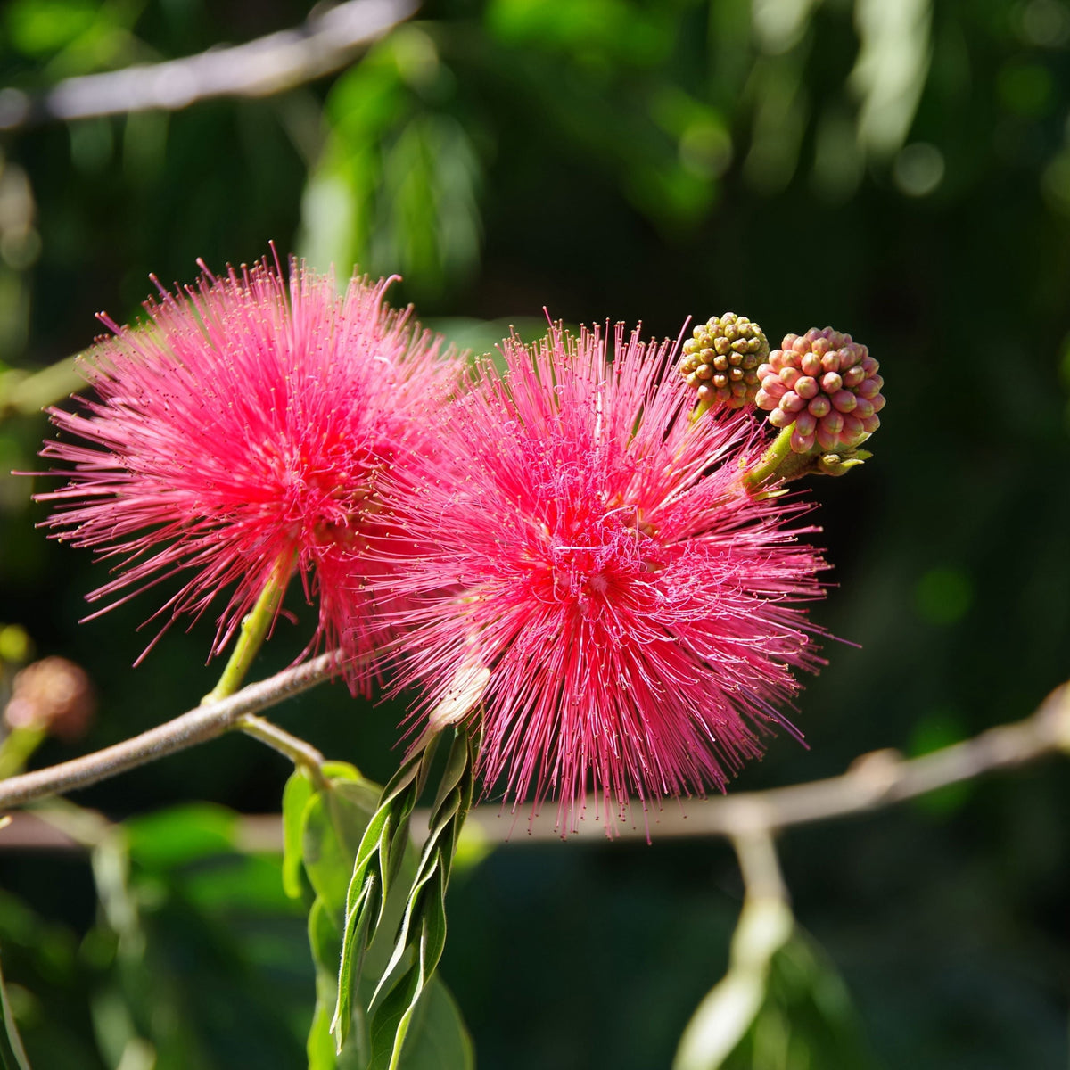 Pink Powderpuff Flowering Tree close up of the flower