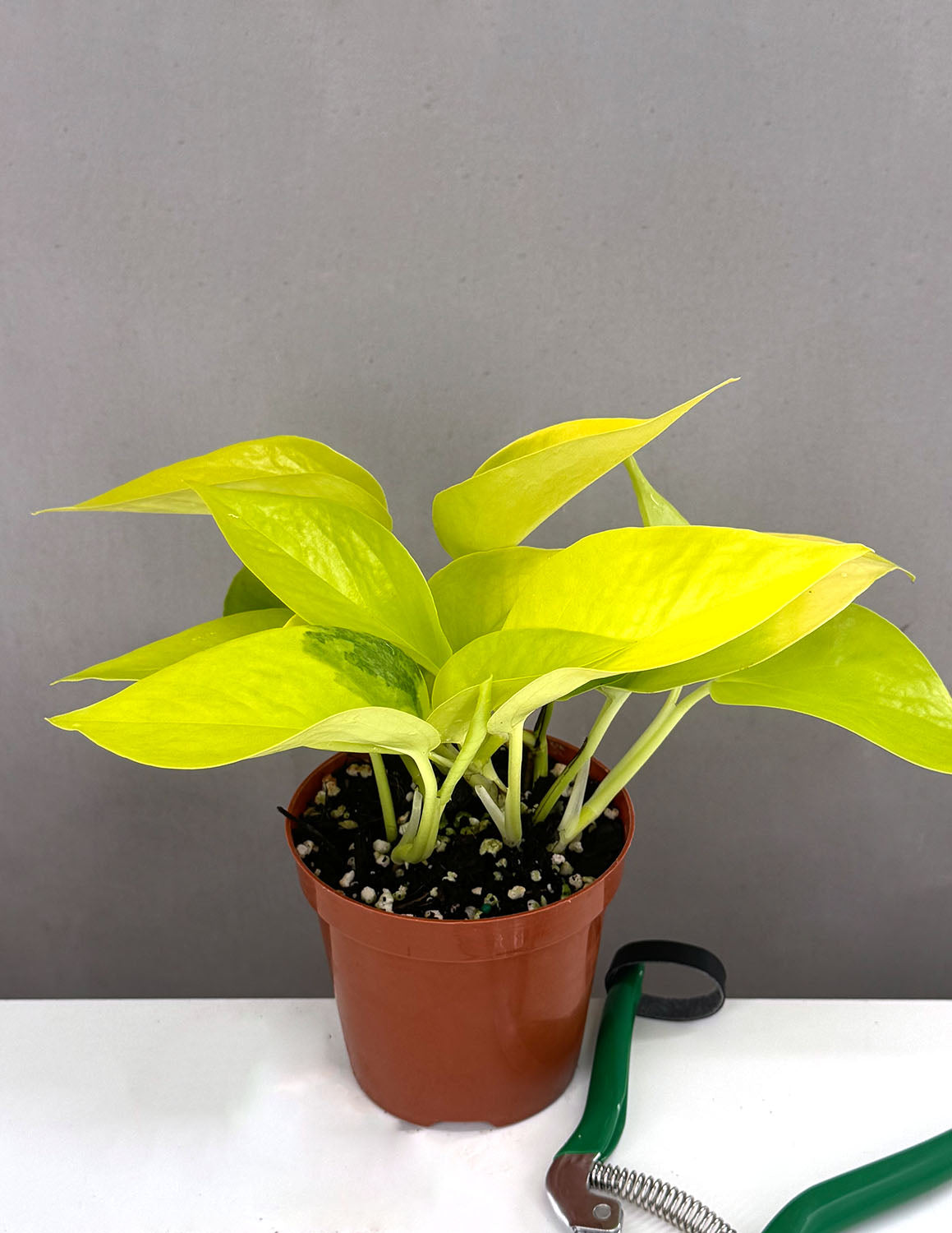 Pothos Neon - Plant Proper - 4" Pot