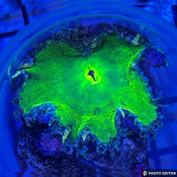 WYSIWYG Belize Rock Flower Anemone (RFA7)