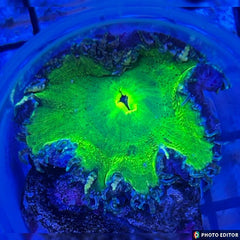 WYSIWYG Belize Rock Flower Anemone (RFA7)