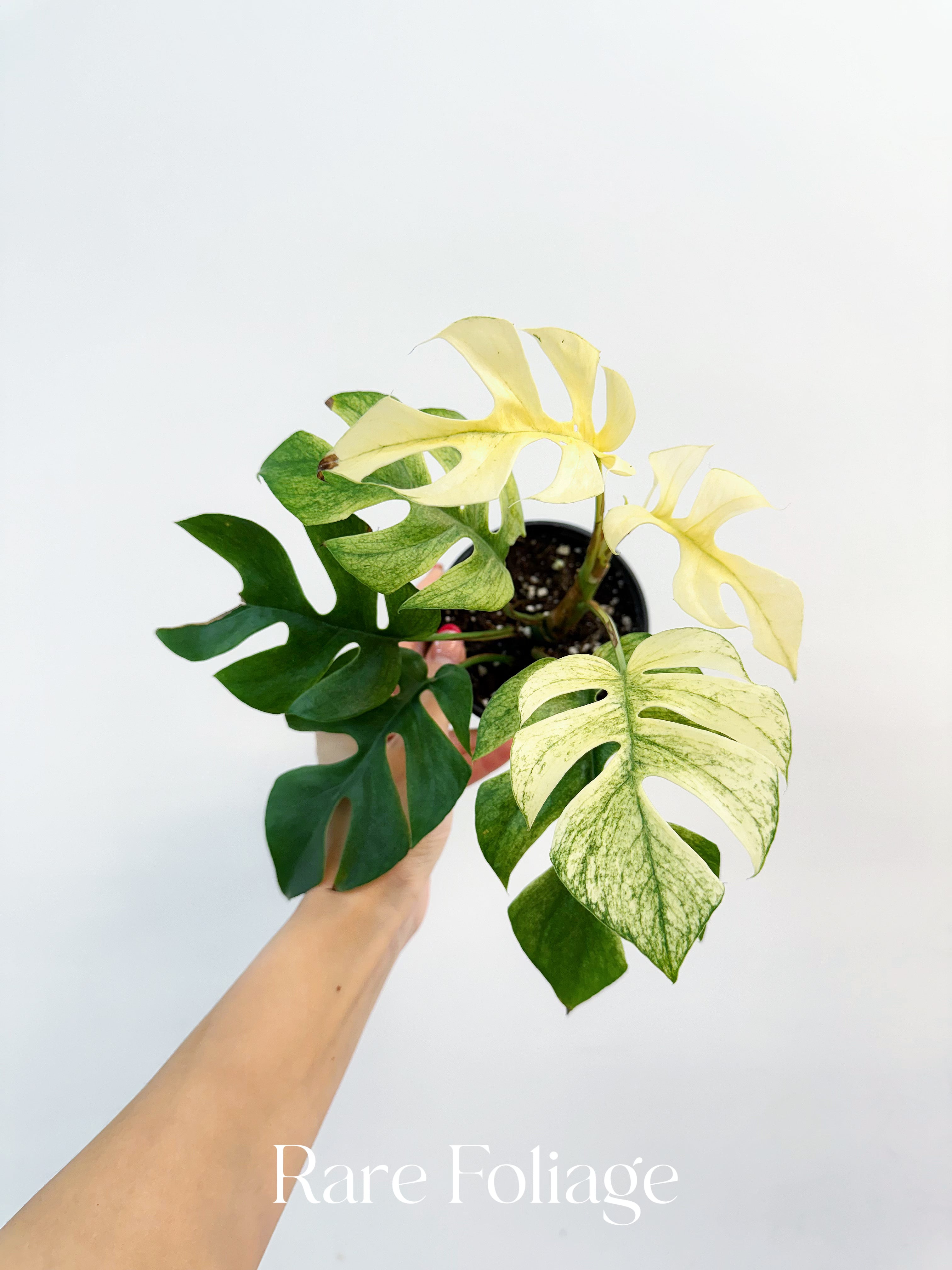 Rhaphidophora Tetrasperma White Monster Variegated 3”