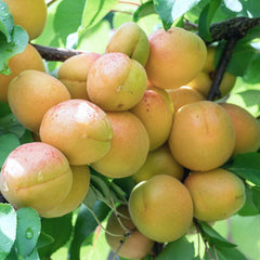 Sicilian Nectarine Tree Felix Gillet Institute