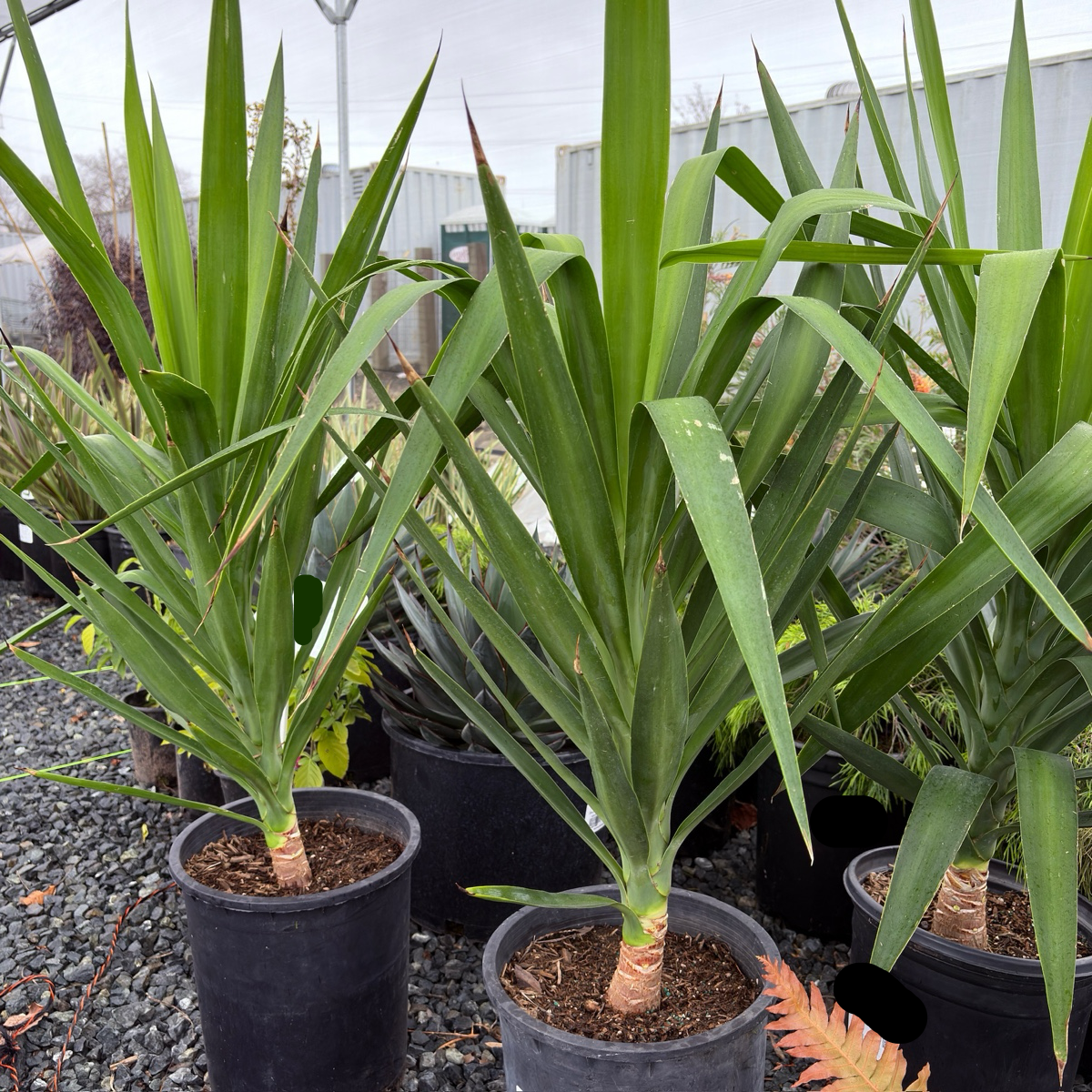 Spineless Giant Yucca Potted Spineless Giant Yucca with long green leaves in a garden setting