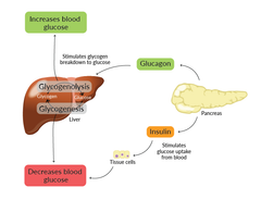 Science Behind GLP 1 GIP and Glucagon Receptor Agonists for Obesity Research | News & Announcements