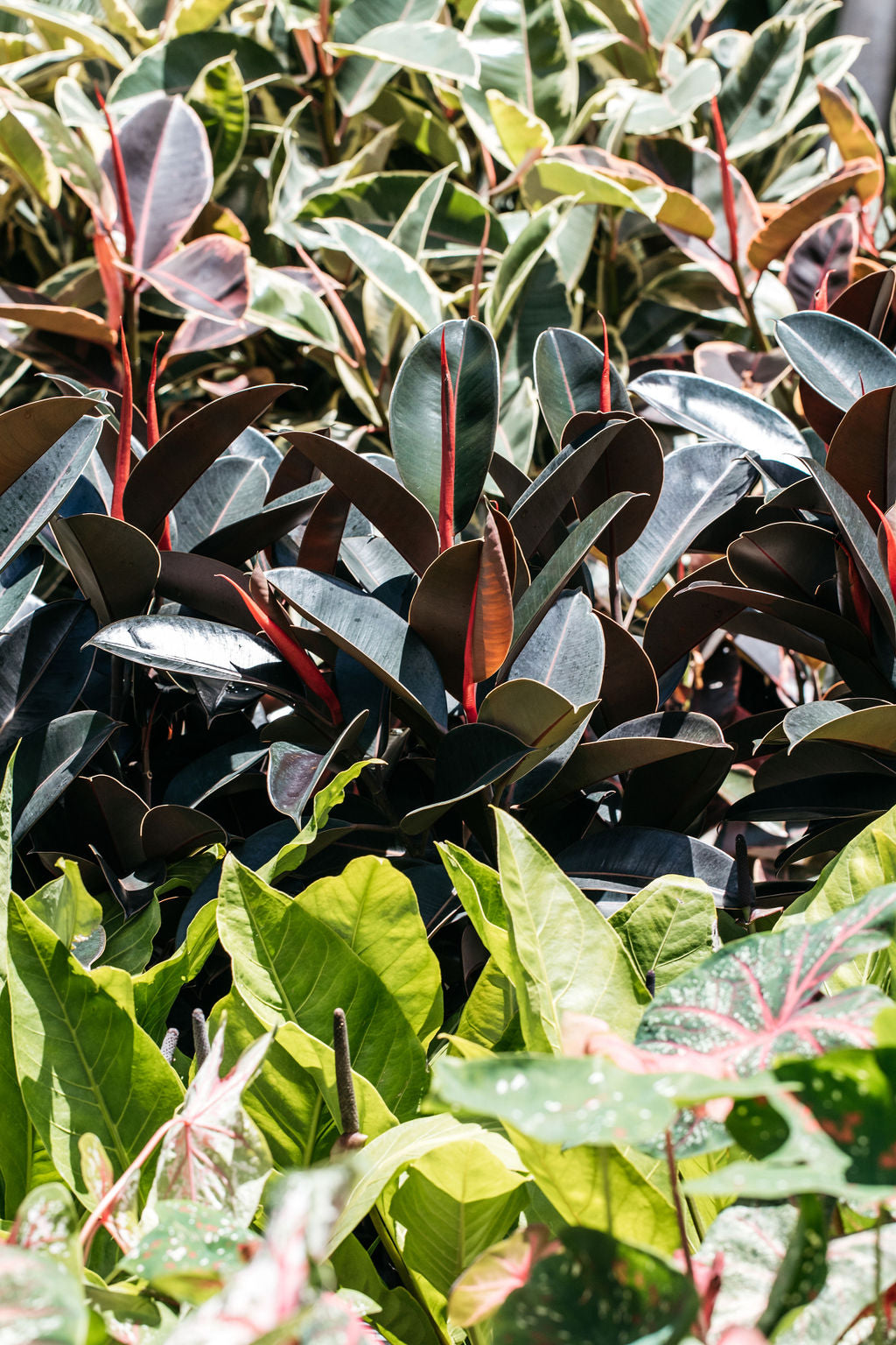Ficus elastica 'Burgundy' (Rubber Tree)