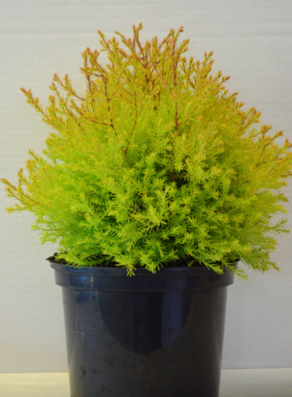 Abendländischer Lebensbaum Thuja occidentalis Fire Chief – Pflanze im Verkaufscontainer