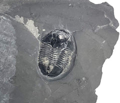 Trilobite fossil embedded in dark gray shale rock