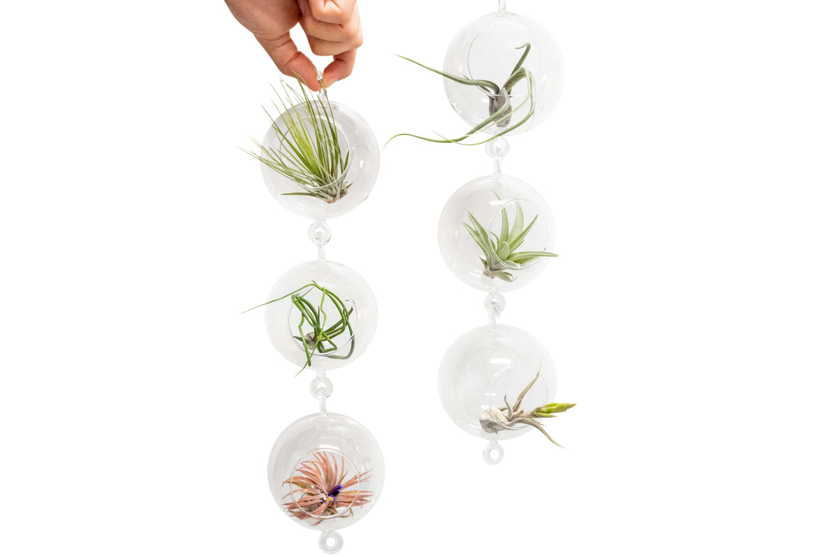 Vertical Garden Display 6 Terrariums