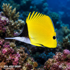 Yellow Longnose Butterfly - Forcipiger longirostris - Aqua Group
