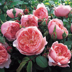 Rose Alnwick Rose, The 5 gal David Austin