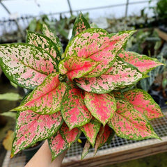 Looking down on the bright red leaves of Red Valentine Chinese Evergreen