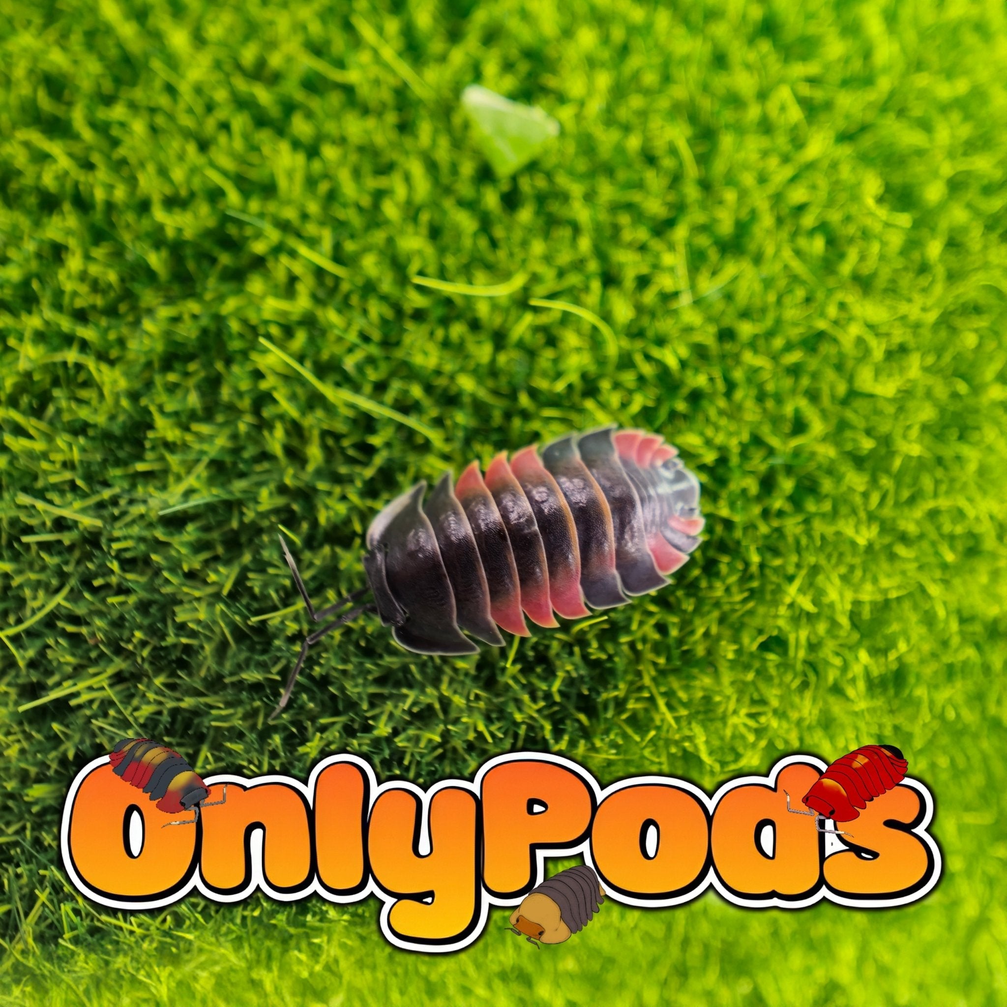 Ardentiella Lava Isopod for sale UK - OnlyPods