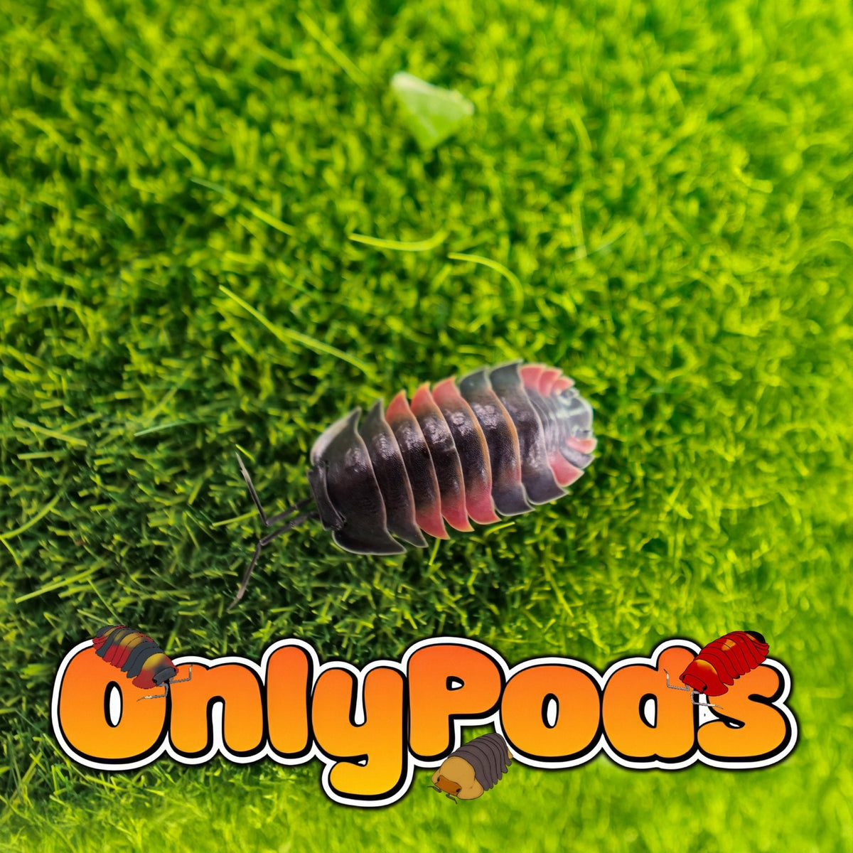 Ardentiella Lava Isopod for sale UK - OnlyPods