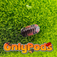 Ardentiella Lava Isopod for sale UK - OnlyPods