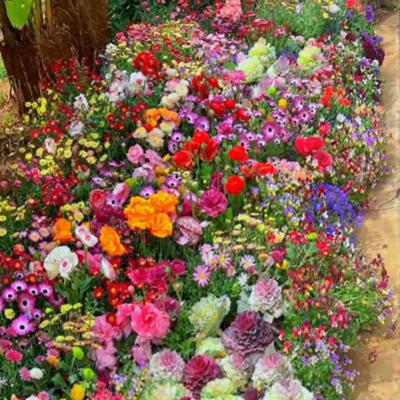 GardenSeeds - Einfach Zu Züchtende Gemischte Blumen Garten Vielfalt Bunte Blüten Samen