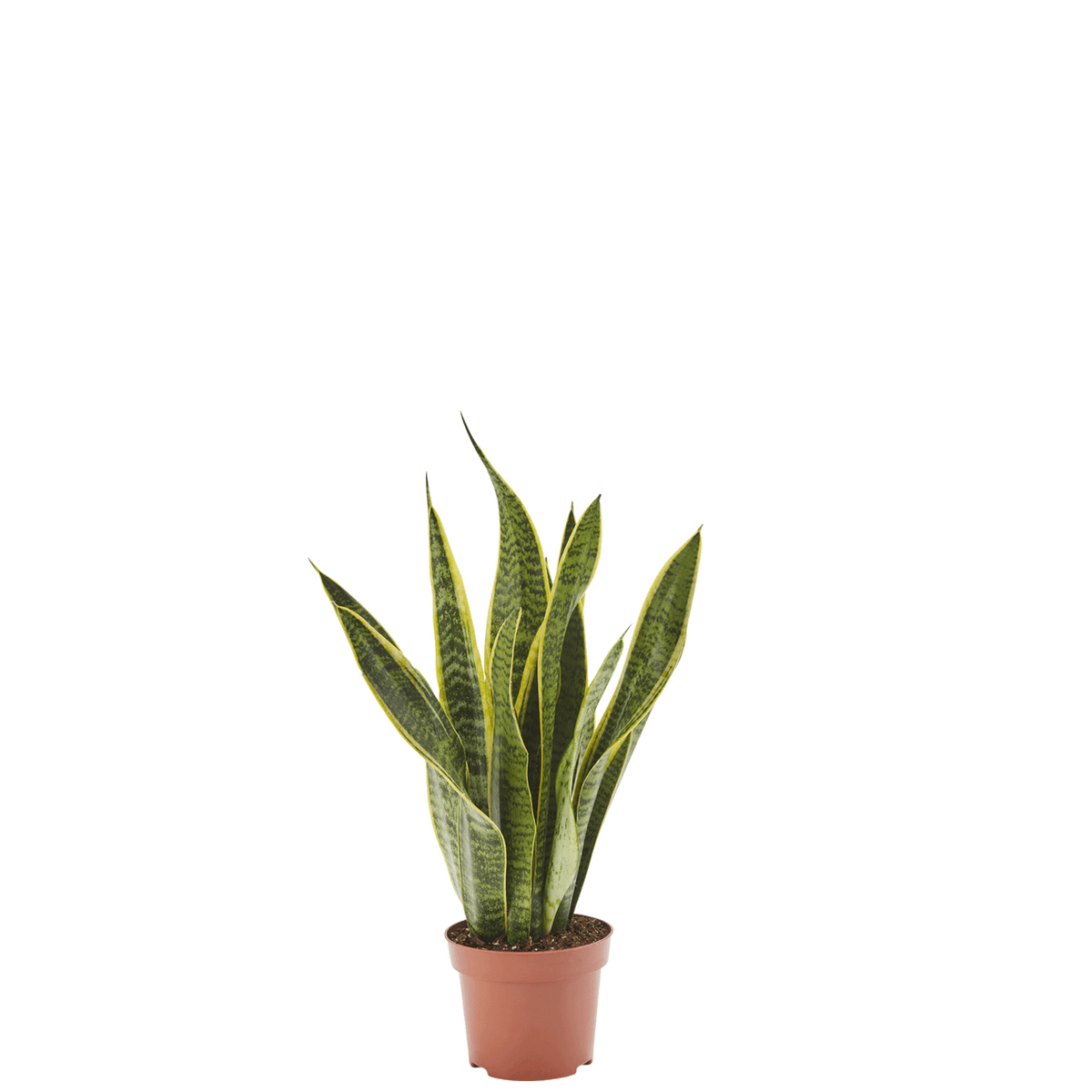Bogenhanf Sansevieria Laurentii