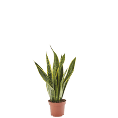 Bogenhanf Sansevieria Laurentii