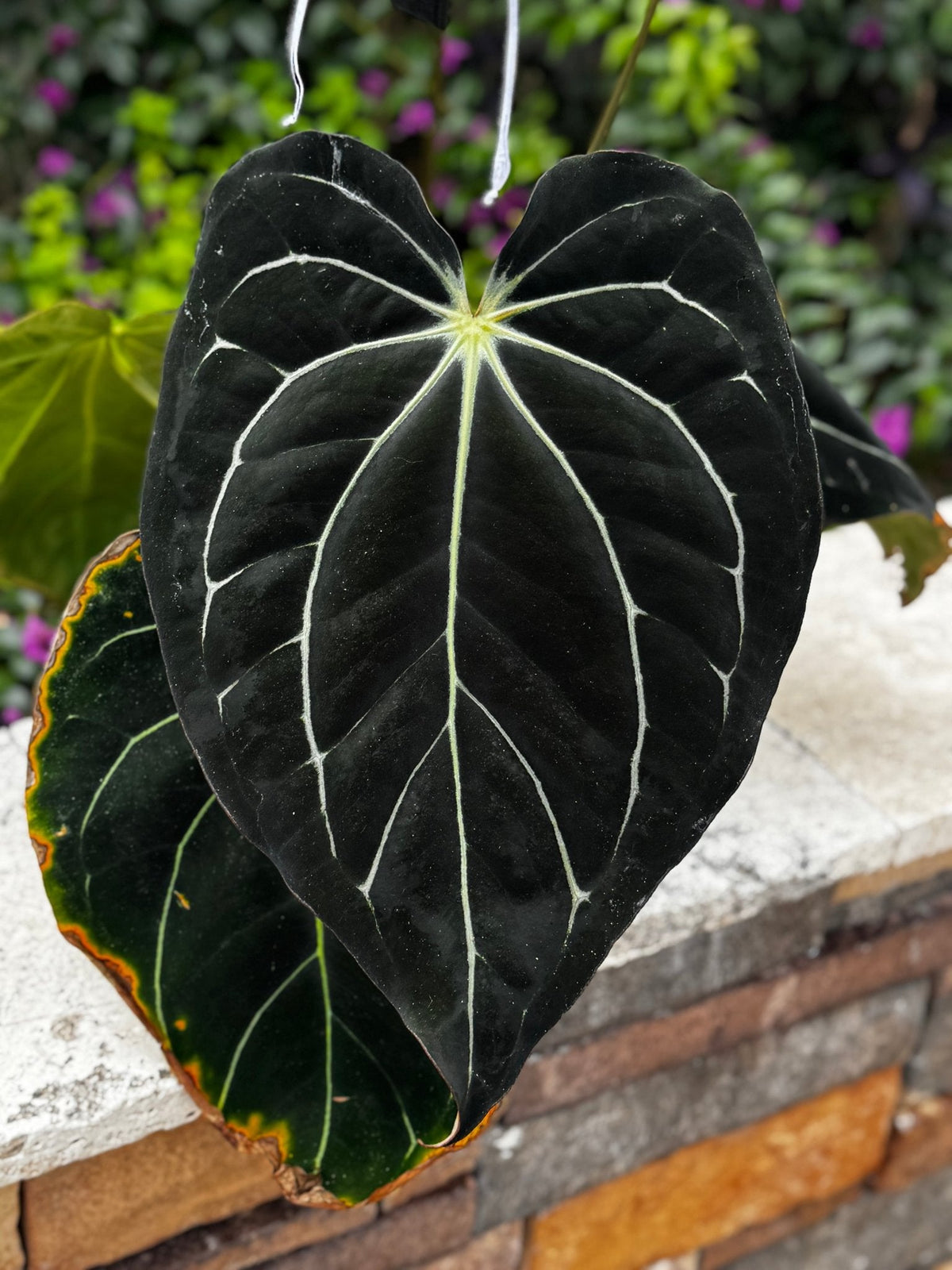 Carla Amanda x Tim Anderson Stripey seedling-Granthuriums