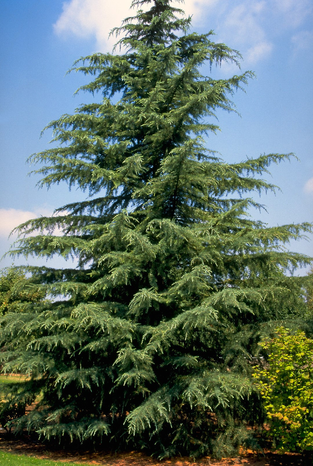 Cèdre de l'Himalaya (Cedrus deodara)