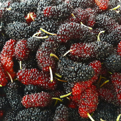 Chiang Mai 60 Mulberry LIve Plant (Morus spp)