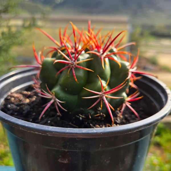Coast Barrel Cactus Plants - Garden for Wildlife
