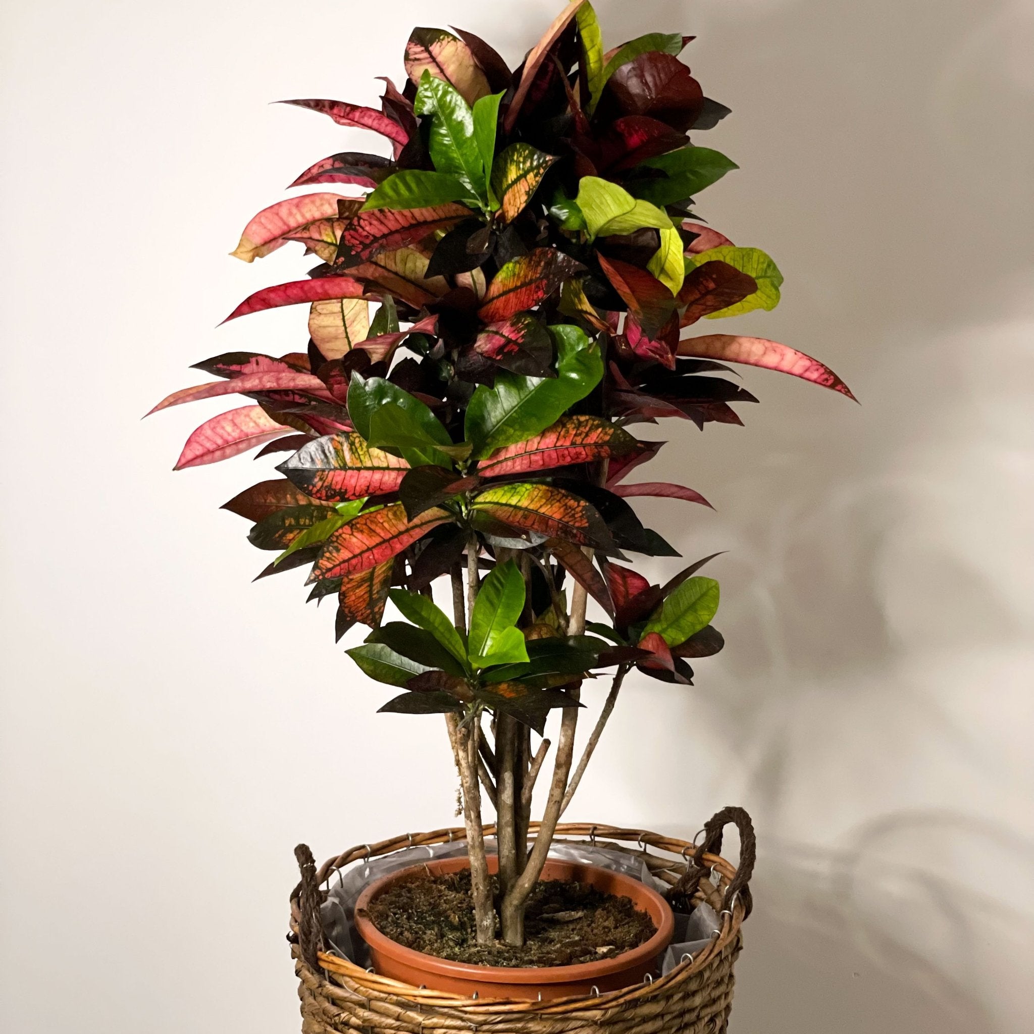 Croton Iceton - Codiaeum 'Iceton' - Sprouts of Bristol
