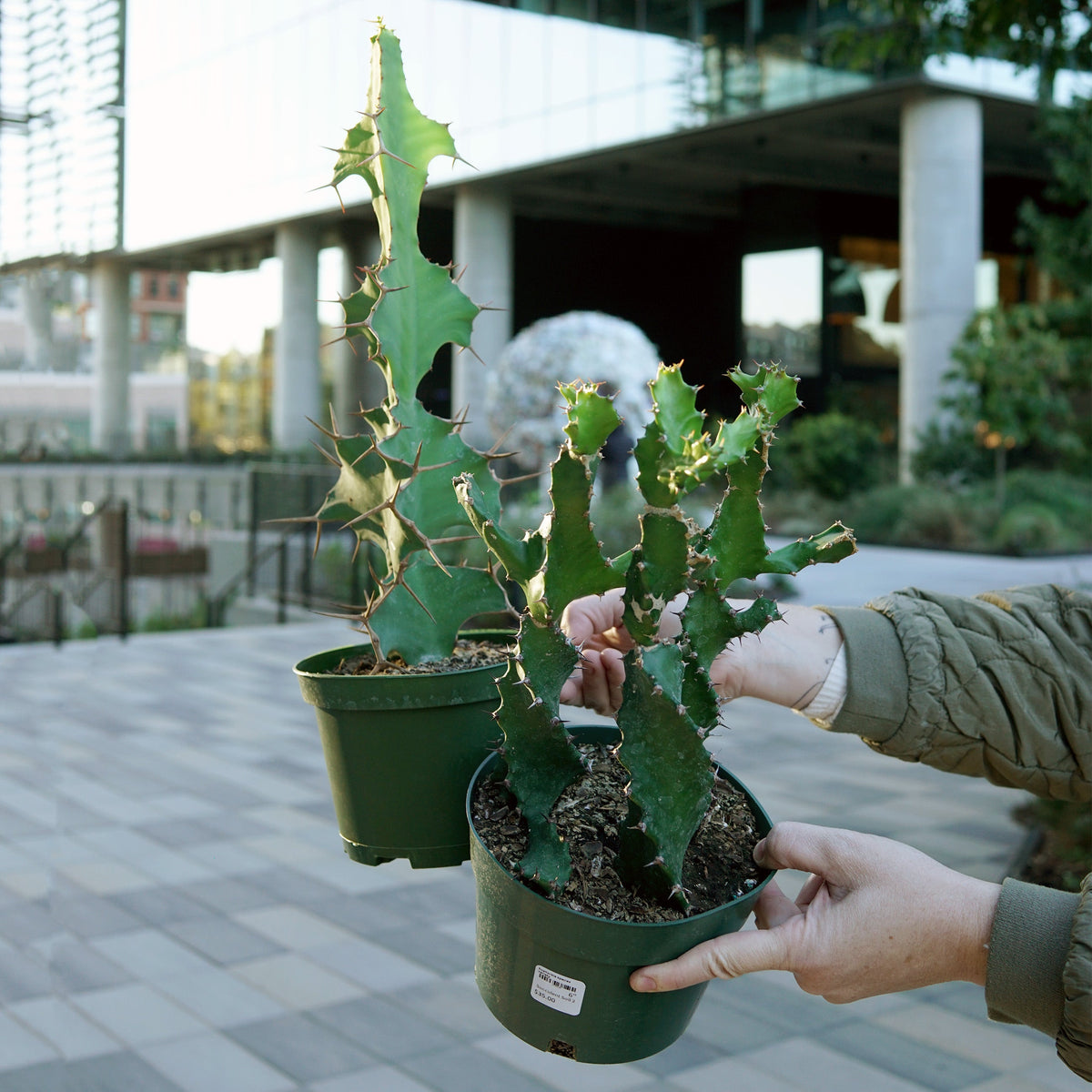Euphorbia species variety